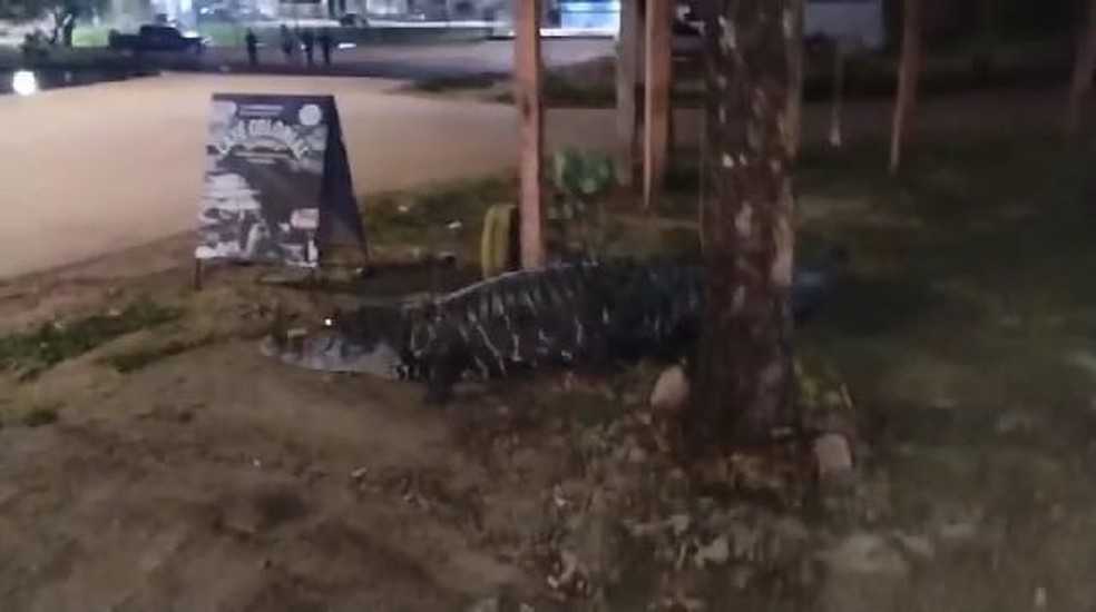 Jacaré-açu filmado andando pelas ruas de Porto Velho — Foto: Reprodução/Redes Sociais