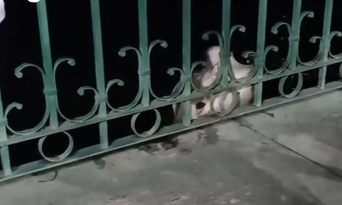 Arraia fisgada por moradores surpreende grupo na orla do São Raimundo em Manaus; ASSISTA