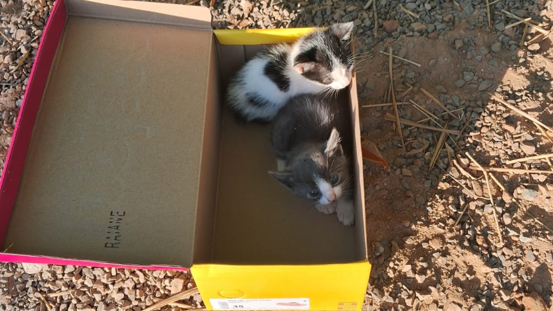 VÍDEO: Abandonados em caixa de sapato por mulher, filhotes de gato morrem após serem resgatados em MG