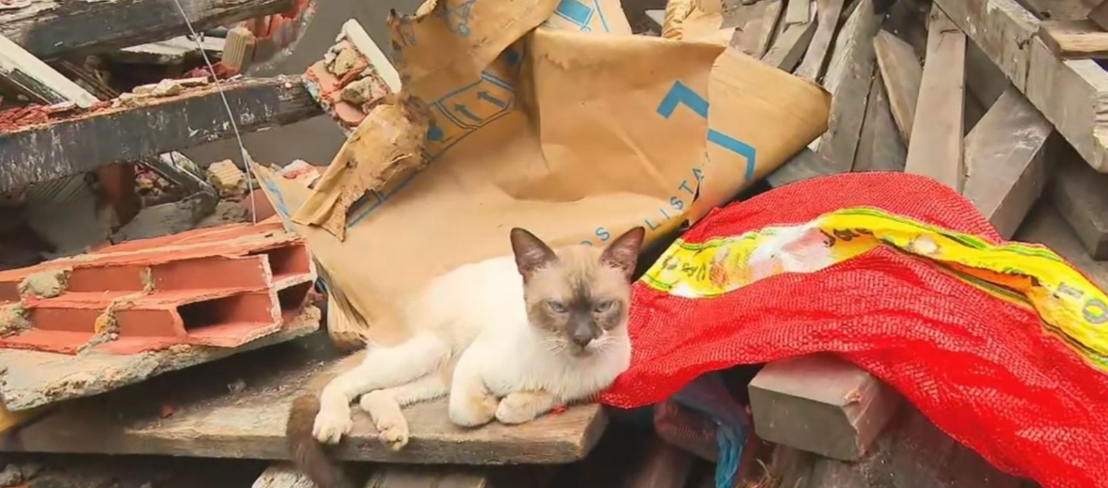 Imóvel de três andares desaba em Salvador e gato é encontrado em meio aos escombros