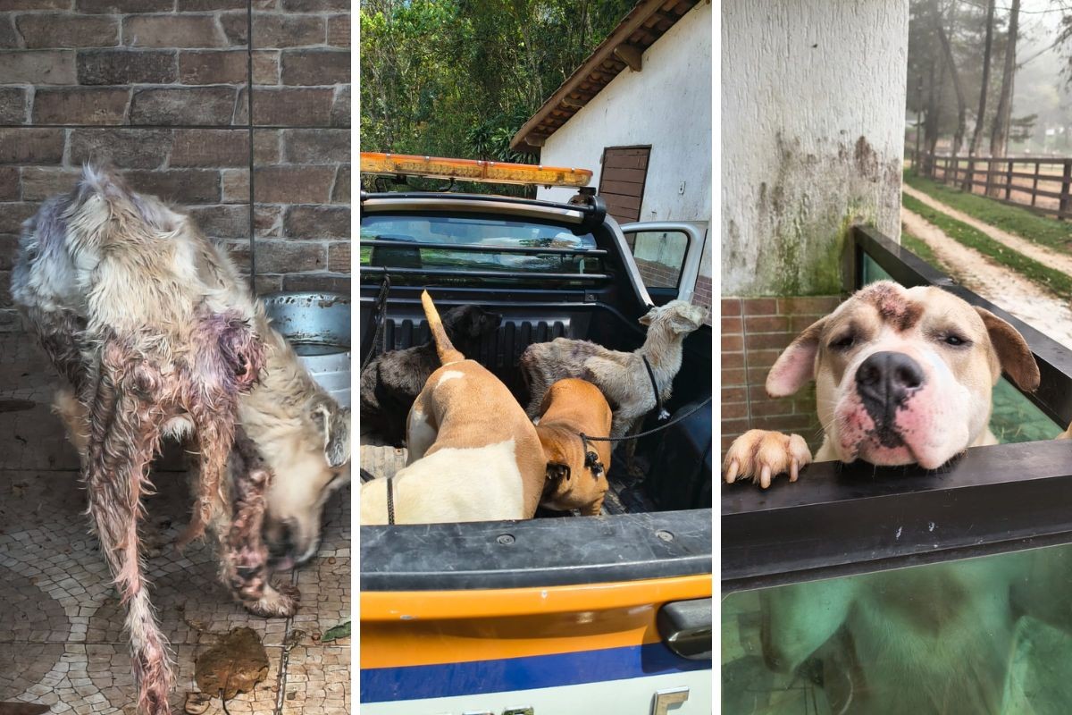 Caseiro é preso suspeito de maus-tratos contra animais em sítio de Nazaré Paulista, SP