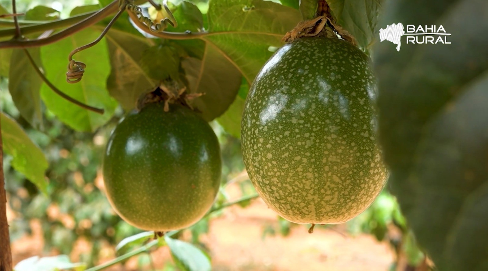 Vídeos do g1 e TV Bahia - domingo, 1º de fevereiro de 2026