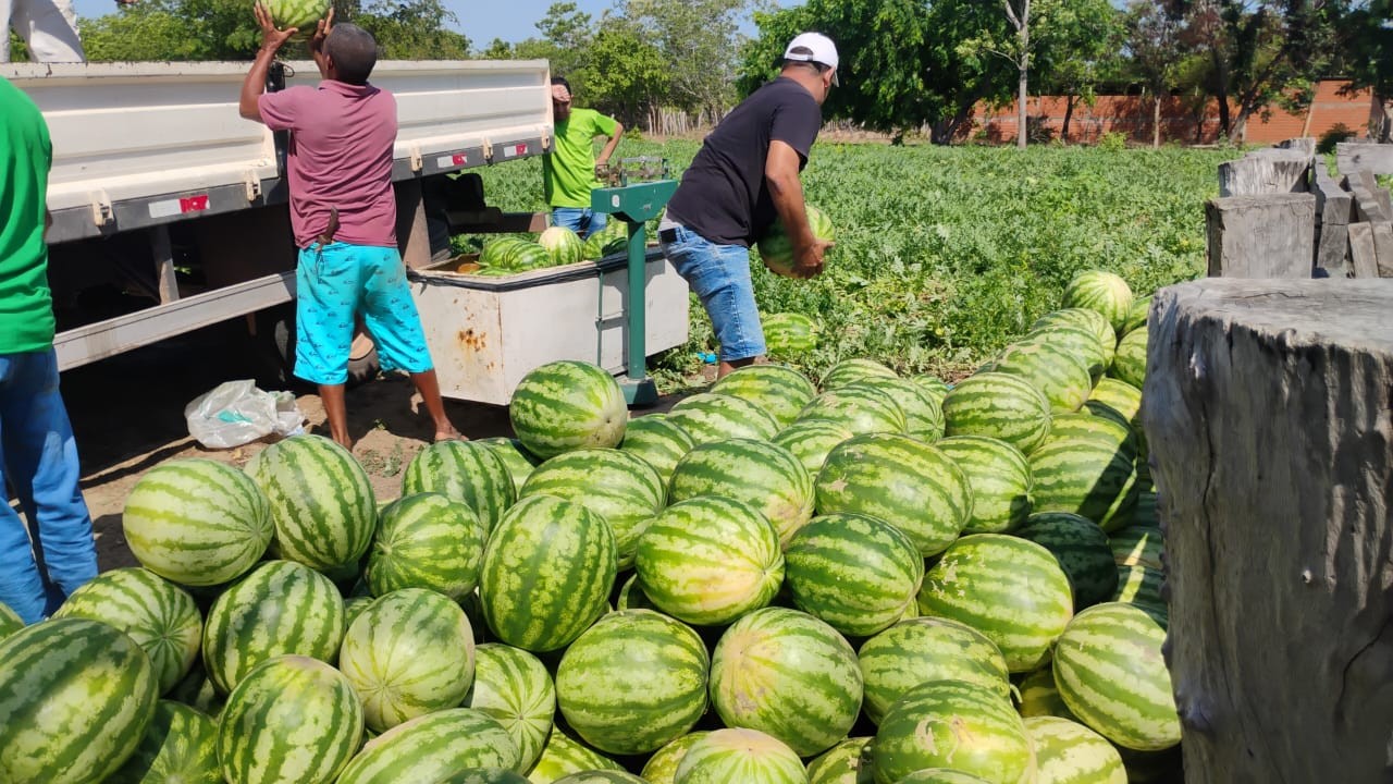 SAF entrega 2,5 toneladas de melancia a beneficiários do Bolsa Família em Alto Longá