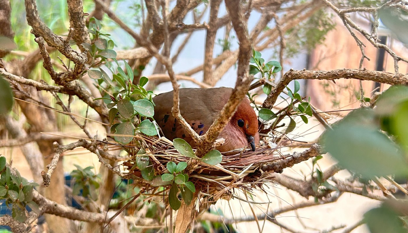 Espécie rara e ameaçada tem filhotes no Parque das Aves