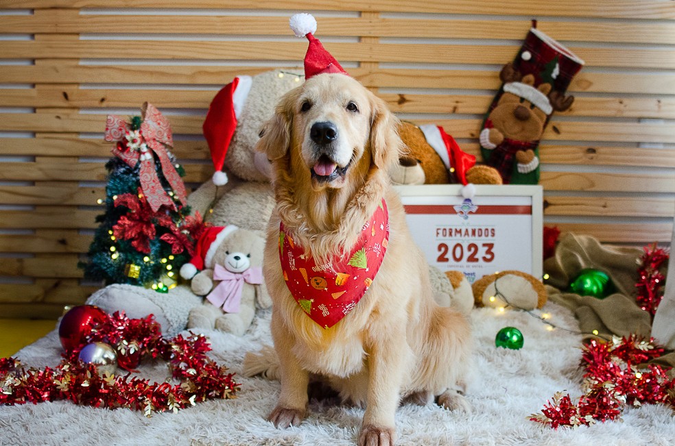 Animais ganharam ensaio fotográfico e formatura no fim de ano em hotel para pets de Natal — Foto: Amany Mourtada