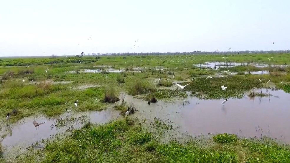 Pantanal ocupa 150 mil quilômetros quadrados e se divide entre dois estados: Mato Grosso do Sul e Mato Grosso — Foto: Crédito: Divulgação