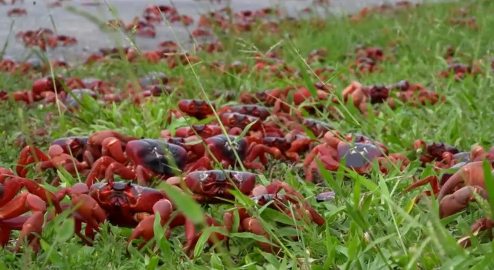 Milhões de caranguejos vermelhos iniciam migração anual na Ilha Christmas em direção ao mar — Foto: Reuters