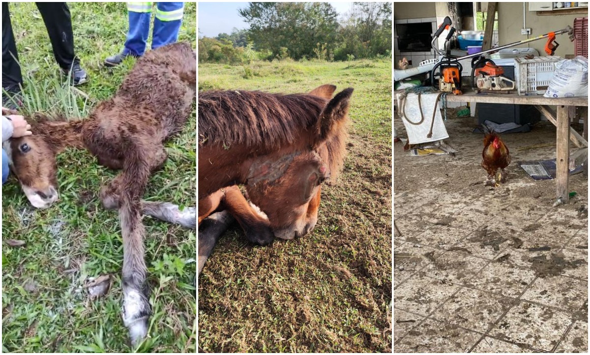 Maus-tratos: 160 animais são achados feridos, em estado de definhamento e em sofrimento em fazenda de SC