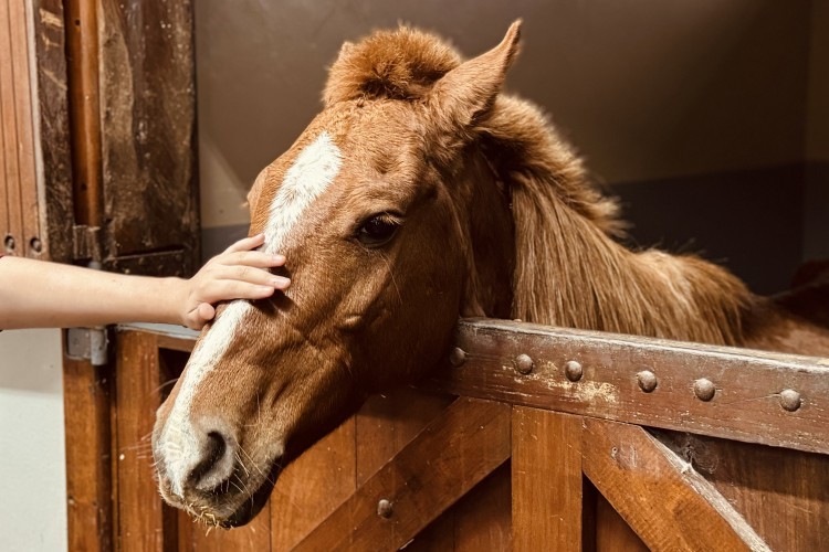 Cavalo Caramelo superou desidratação, mas ainda precisa recuperar cerca de 50 kg, diz Ulbra