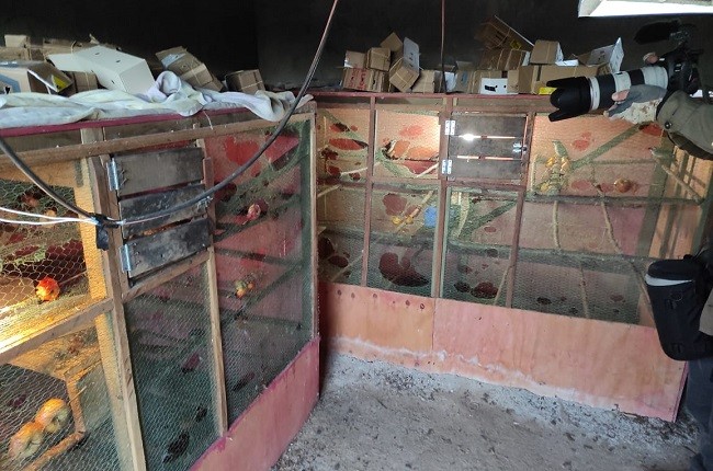 Investigado na operação 'Angry Bird' é condenado por caça ilegal e maus-tratos a aves