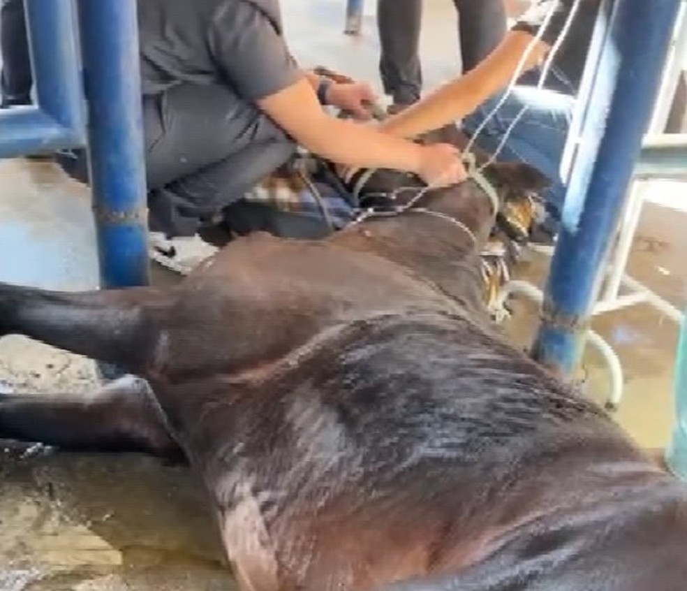 Ração investigada provocou morte de 222 cavalos em todo o país, diz  Ministério da Agricultura | Campinas e Região | G1