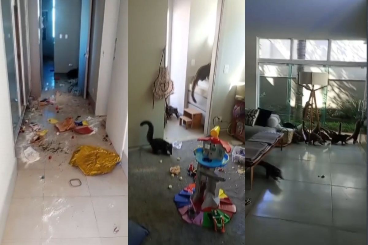 VÍDEO: 'gangue' de quatis invade casa e deixa bagunça e destruição, no Paraná