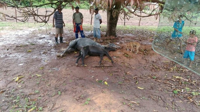 Raio mata peão e dois cavalos durante passeio - CompreRural