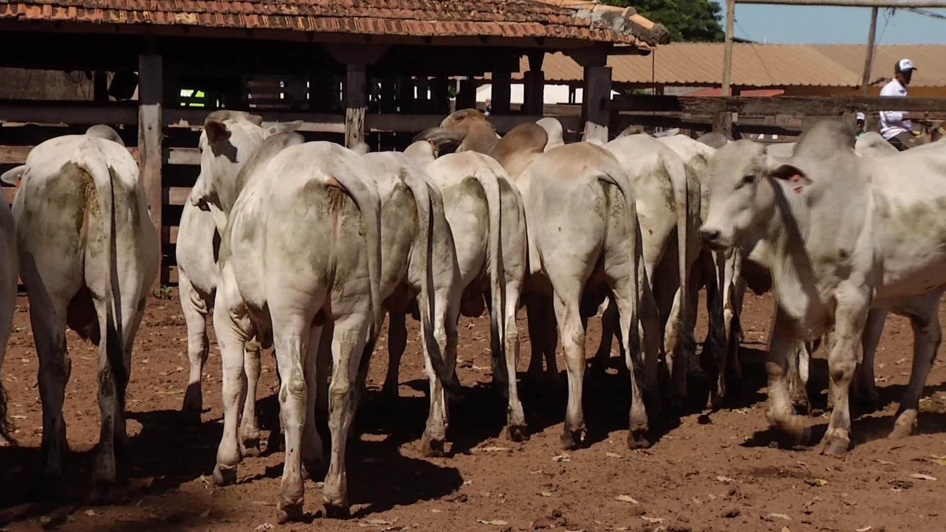 VÍDEOS: Inter TV Rural deste domingo, 15 de junho de 2025