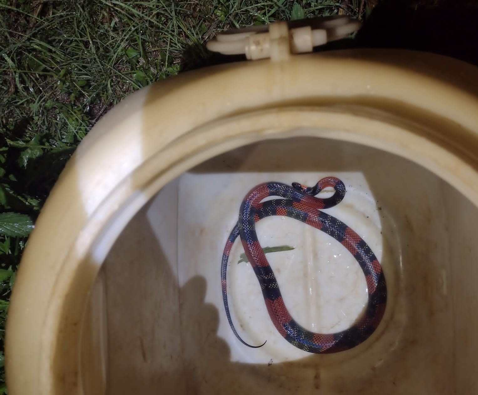 Falsa cobra coral surge atrás de móvel na sala e assusta moradores em Araxá