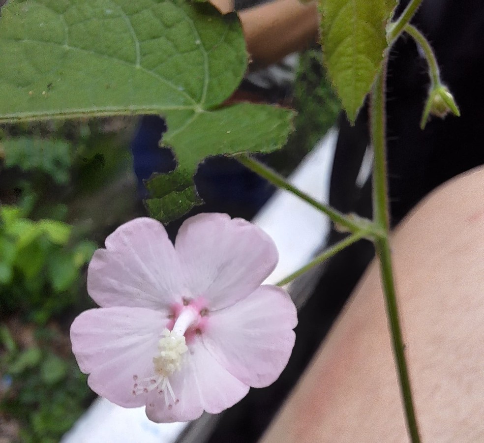 Nova flor encontrada em Mato Grosso — Foto: Marcos Rondon, Ana Kelly e Thales Coutinho