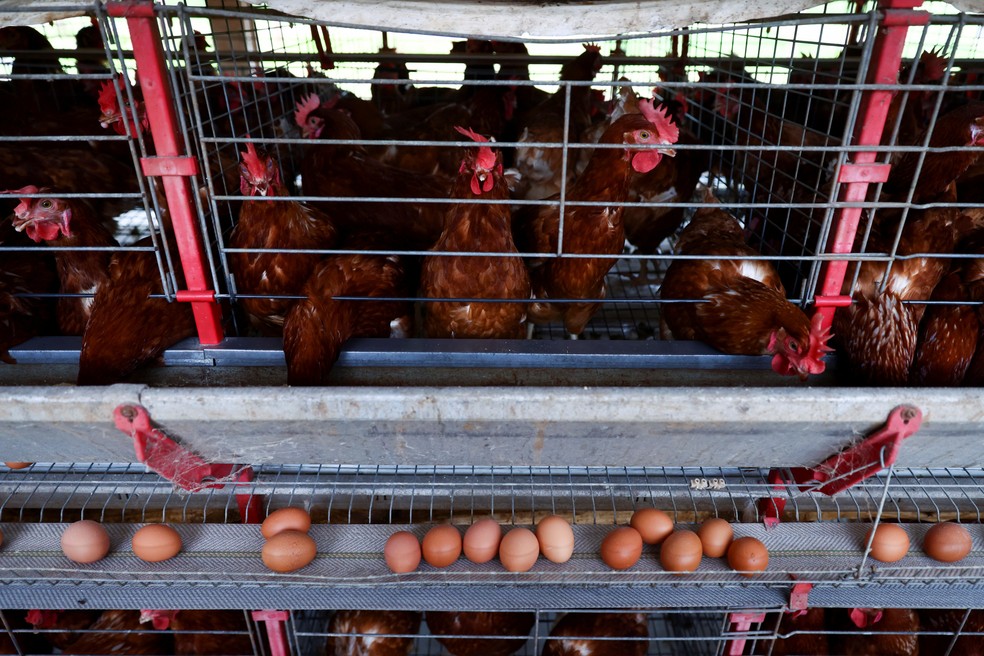 Galinhas em granja em Taquari (RS). — Foto: Reuters