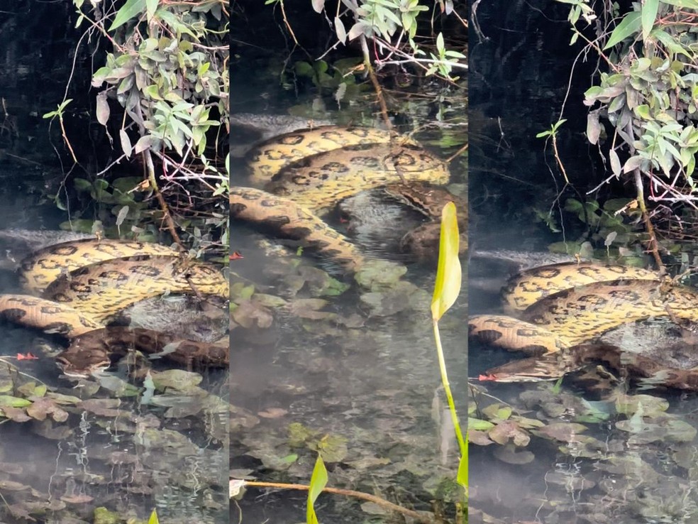 Cobra gigante foi encontrada às margens do rio sucuri — Foto: Eder Patrocínio da Cruz