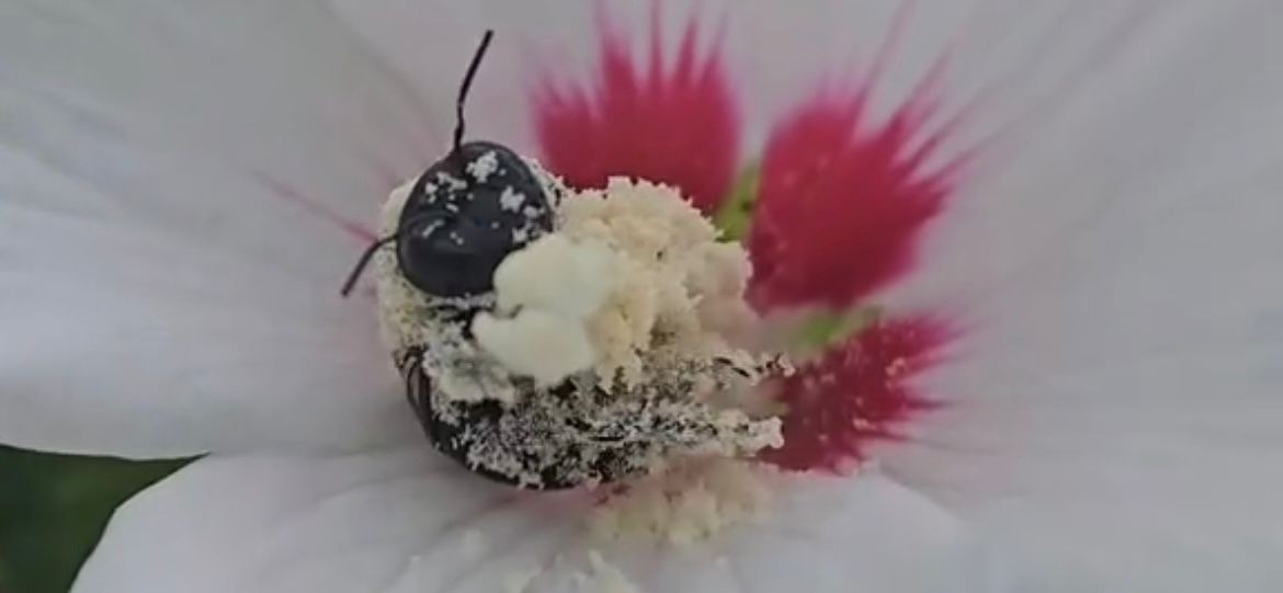 Abelha é flagrada 'tomando banho' de pólen; entenda o que está por trás da cena