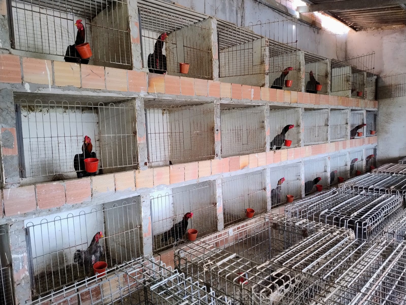 Cachorros, galos e jabutis são salvos de maus-tratos; três pessoas são presas em Manaus