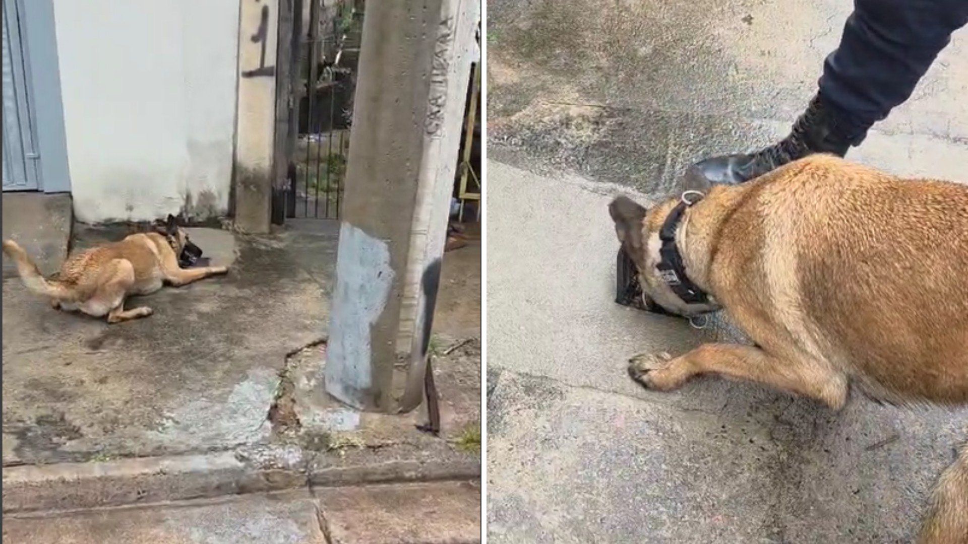 Vídeo mostra como cão da Guarda Municipal encontra drogas escondidas dentro de cano no interior de SP