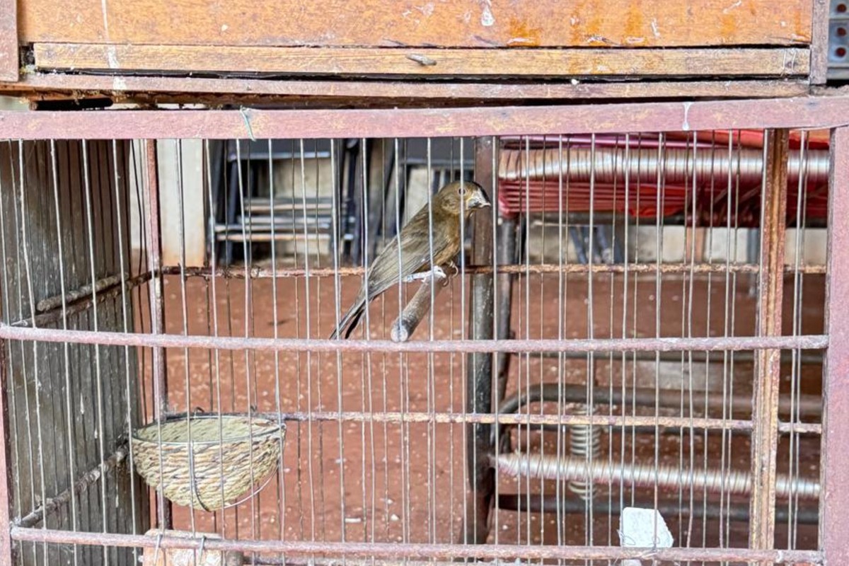 Bicudo, ave ameaçada de extinção, é encontrado em cativeiro ilegal em Campo Grande