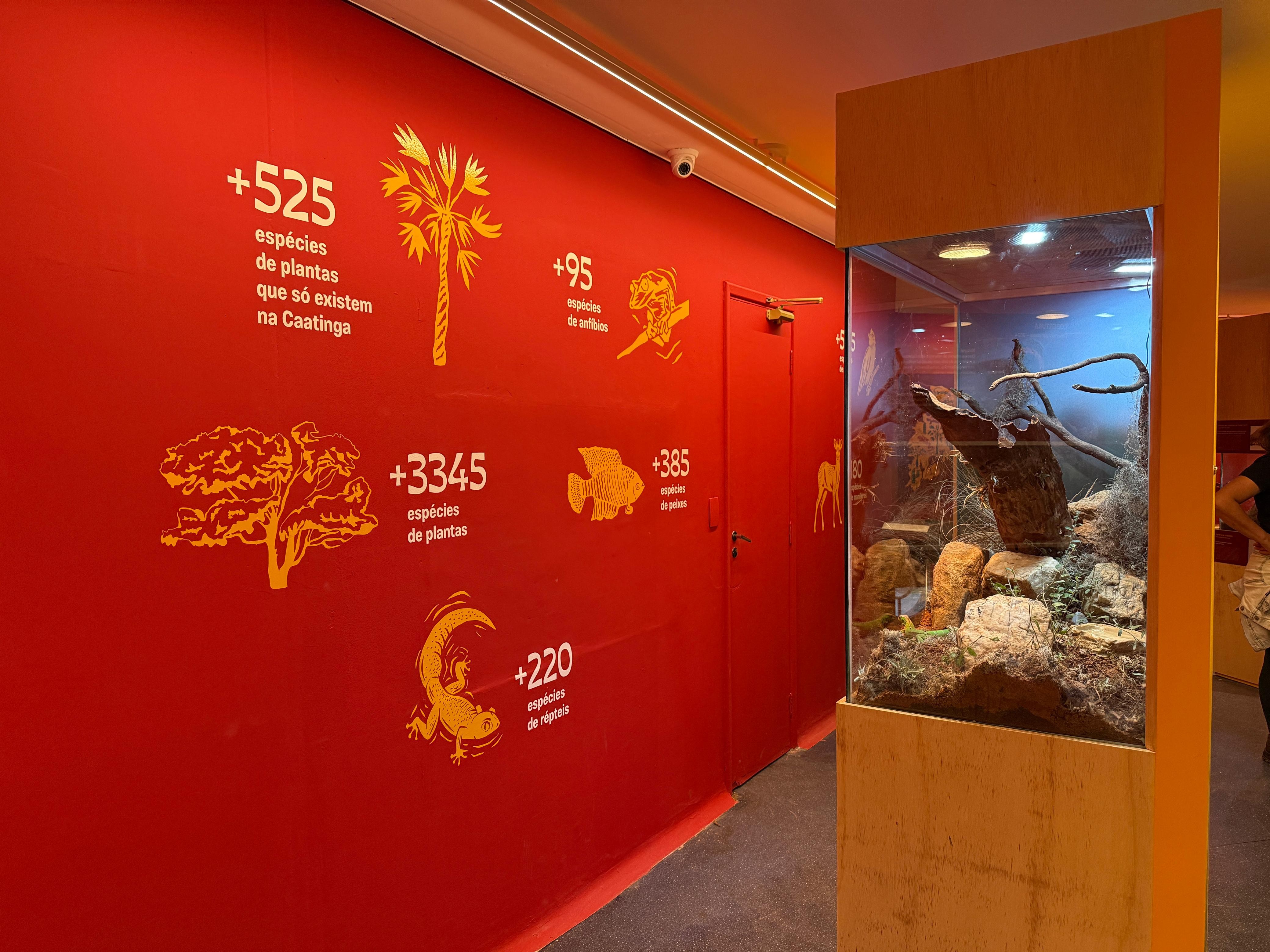 Exposição apresenta animais vivos, sons, vídeos e elementos da caatinga; veja