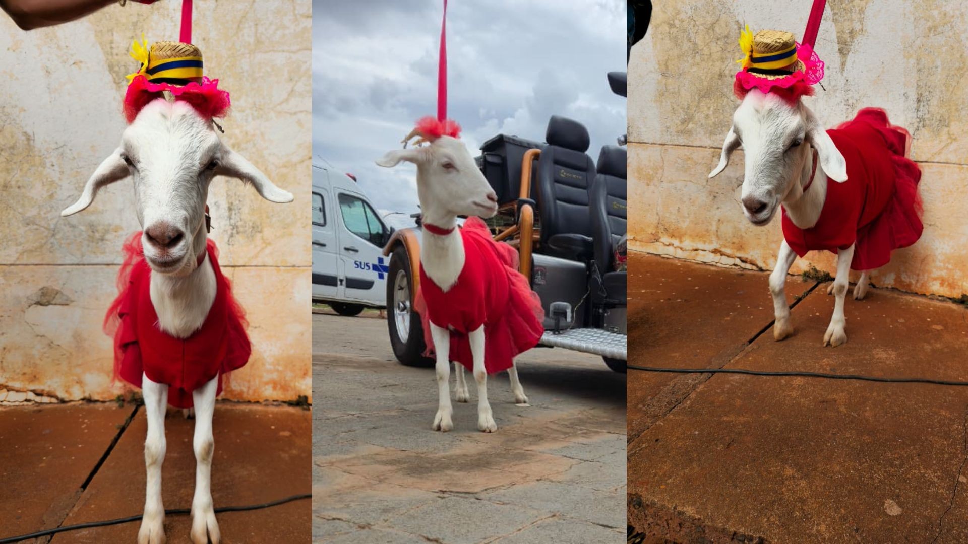 Com roupa feita pelo tutor, cabrita passeia de coleira, convive com cães e gatos e vira celebridade no interior de SP