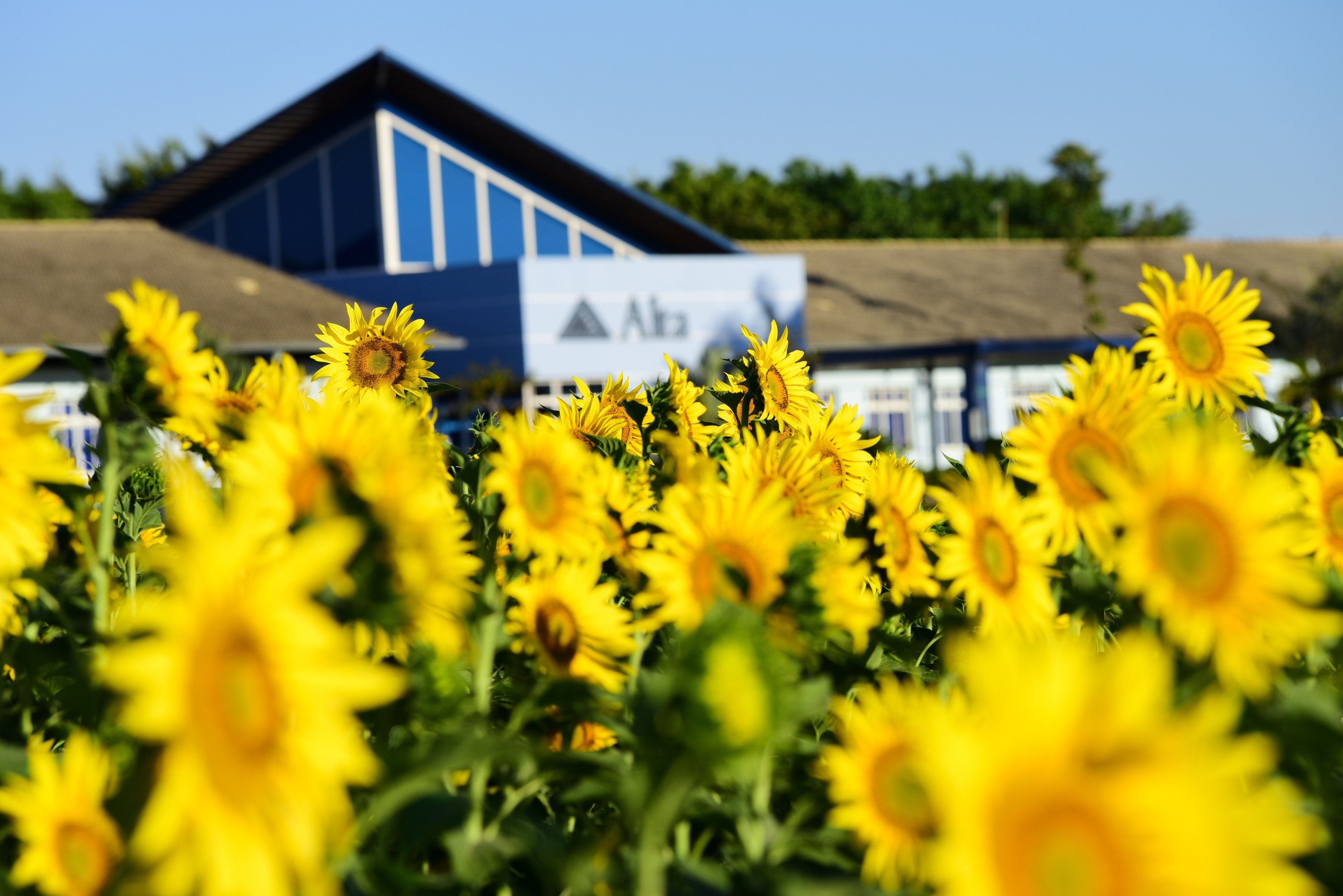 'Mar' de girassóis encanta moradores e turistas em Uberaba; saiba como agendar visitas até 3 de maio