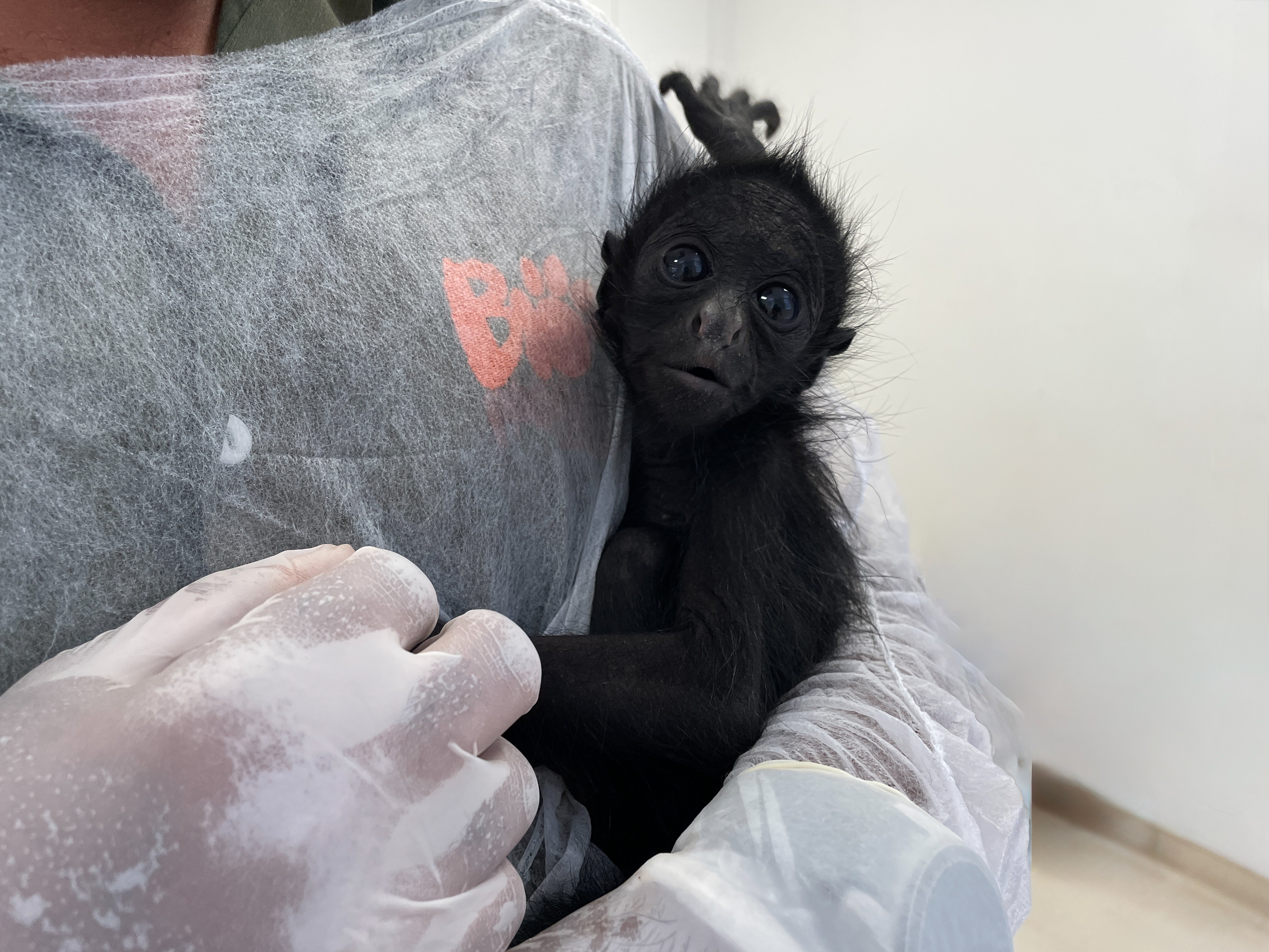 Conheça a macaquinha ameaçada de extinção que nasceu no Bioparque do Rio; vote para escolher o nome do filhote