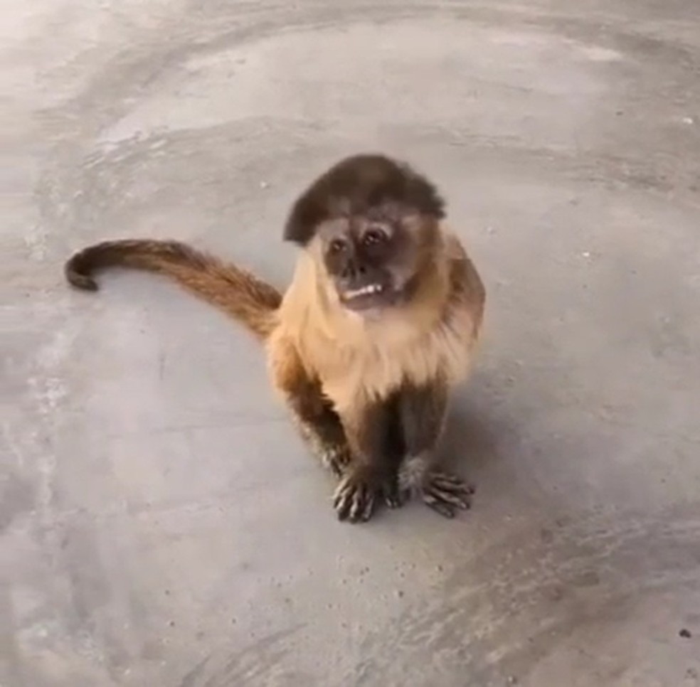 Macaco que invadiu chácara em Pau dos Ferros, no Alto Oeste potiguar — Foto: Reprodução