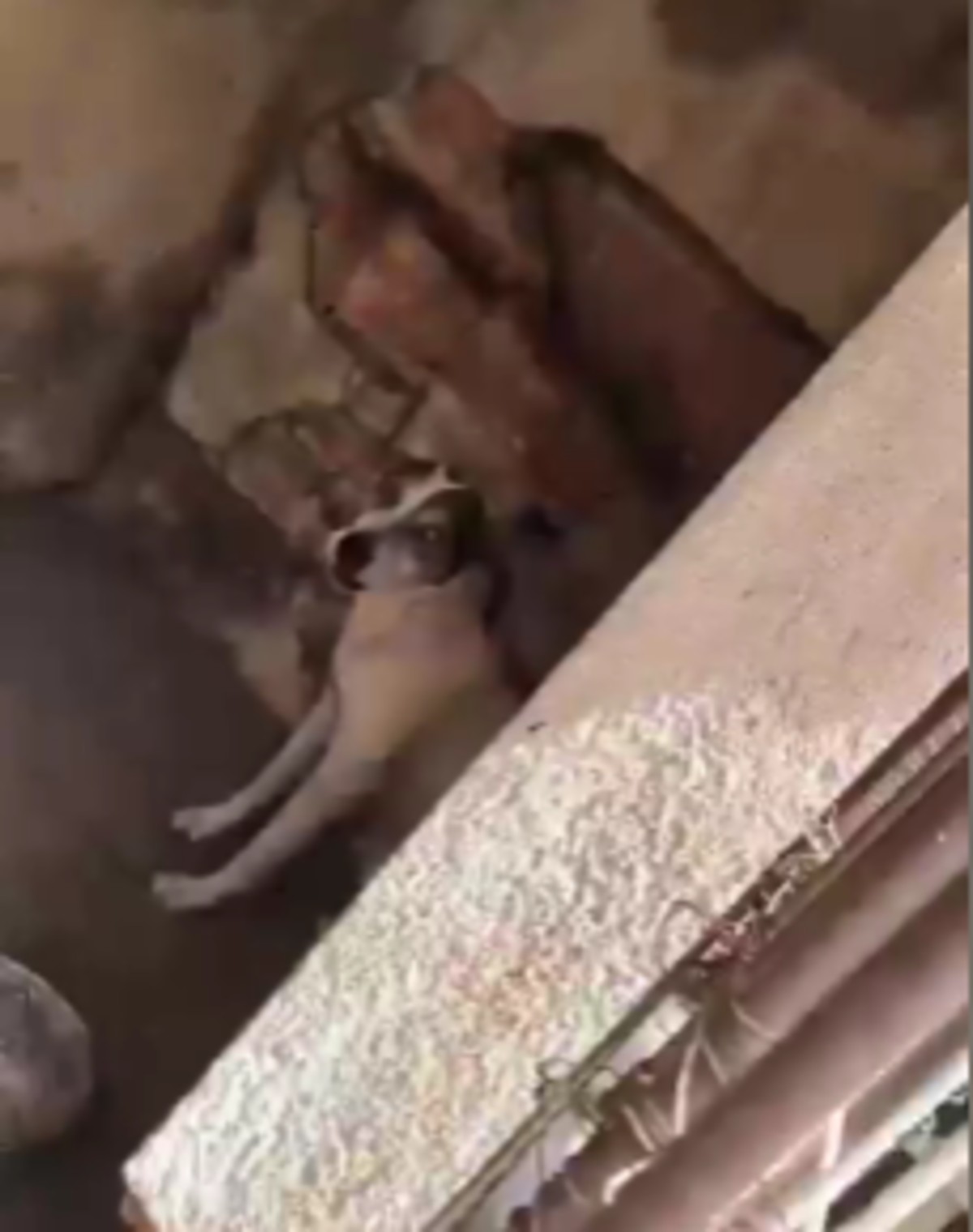 Homem é preso por maus-tratos a cachorro e galos em Barra Mansa