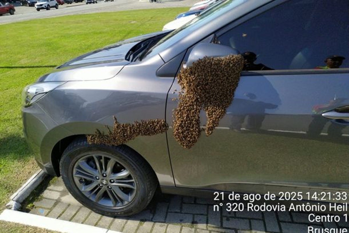 Enxame de abelhas 'pega carona' em carro e assusta motorista em SC; vídeo