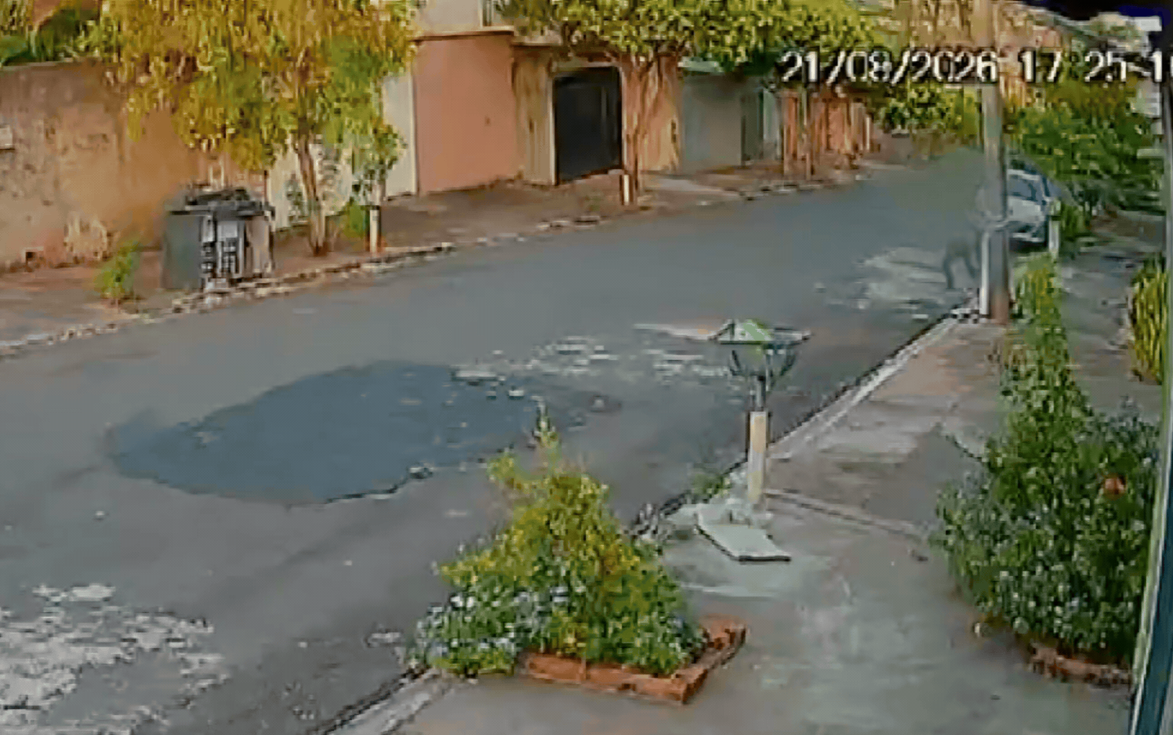 Mulher corre atrás de pitbull que escapou e deixa carrinho de bebê, que desce desgovernado em rua em Ribeirão Preto, SP; VÍDEO