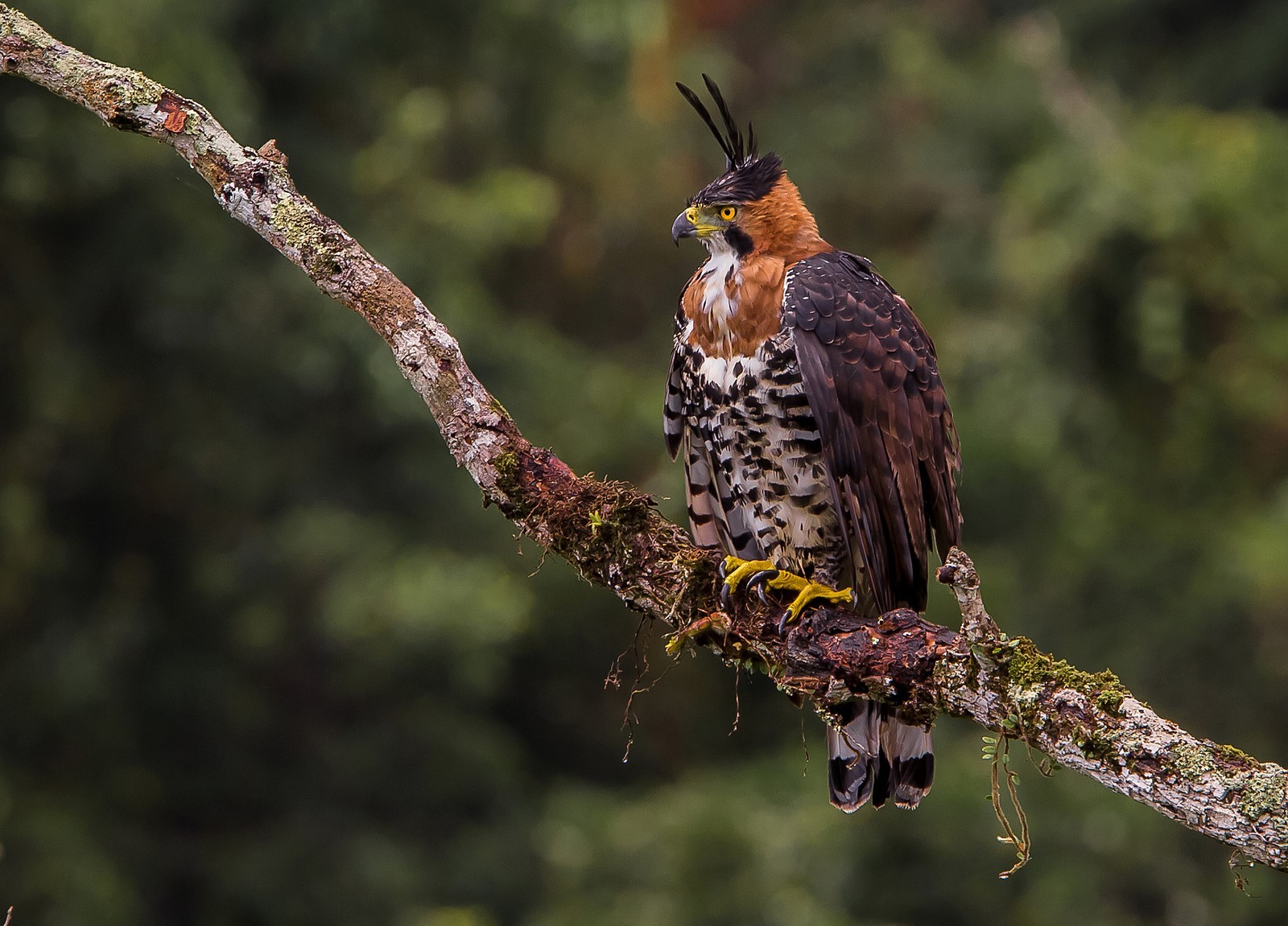 Aves de rapina: conheça alguns ‘gaviões’ brasileiros que na verdade são águias