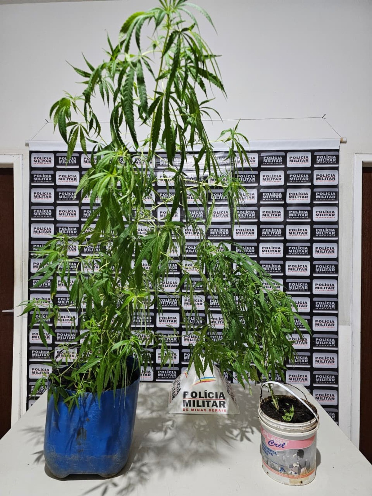 Polícia apreende pés de maconha em casa após receber ligação de mulher que denunciou agressão e ameaças do companheiro