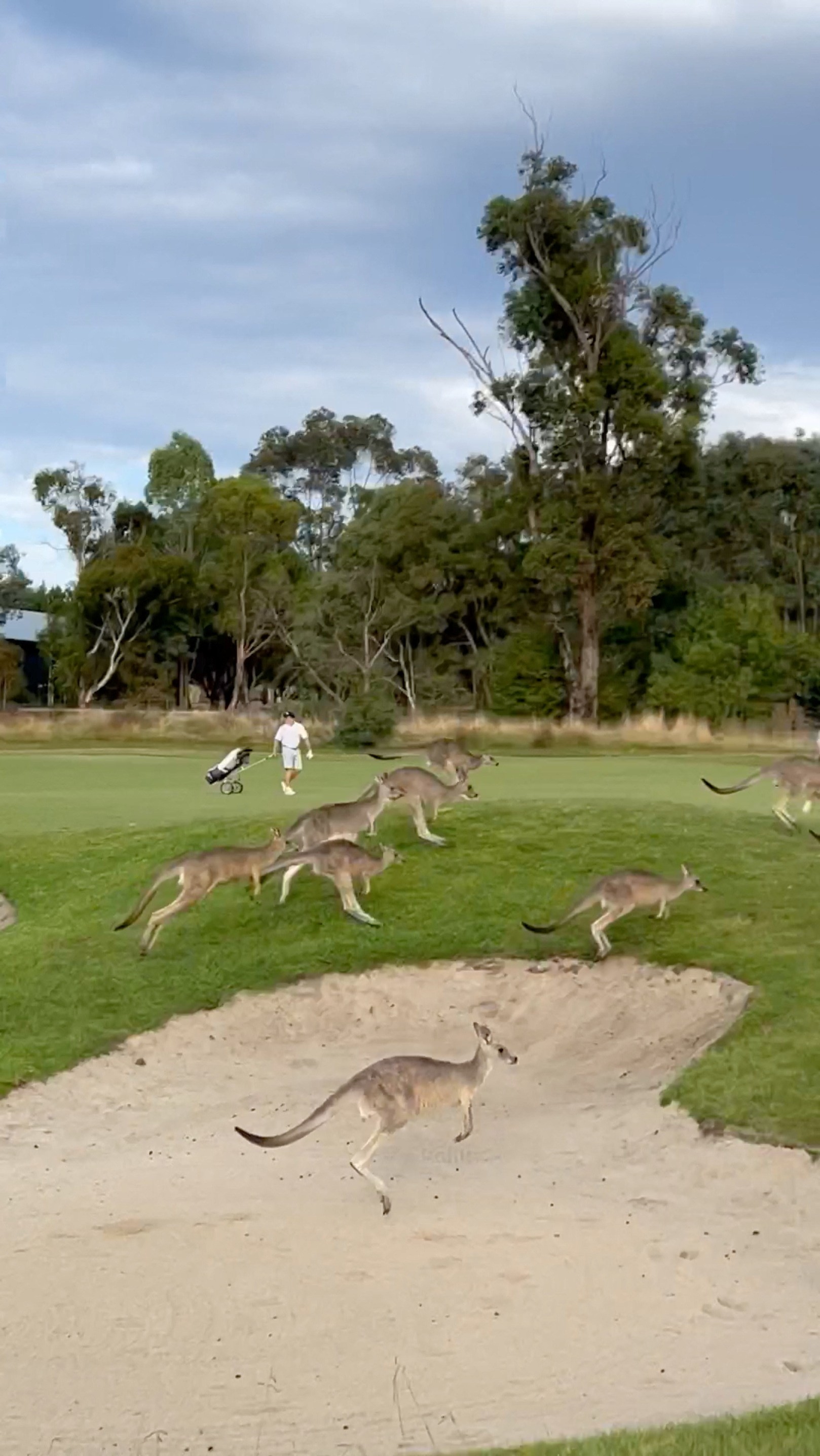 VÍDEO: Dezenas de cangurus invadem campo de golfe durante jogo na Austrália