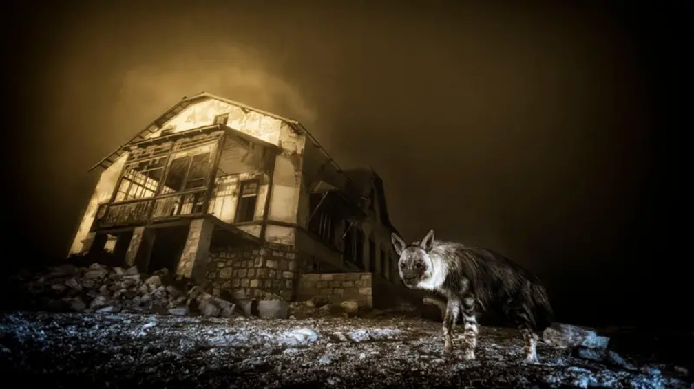 Fotógrafo da Vida Selvagem do Ano e vencedor na categoria Vida Selvagem Urbana — Visitante da Cidade-Fantasma, de Wim van den Heever, África do Sul — Foto: Wim van den Heever