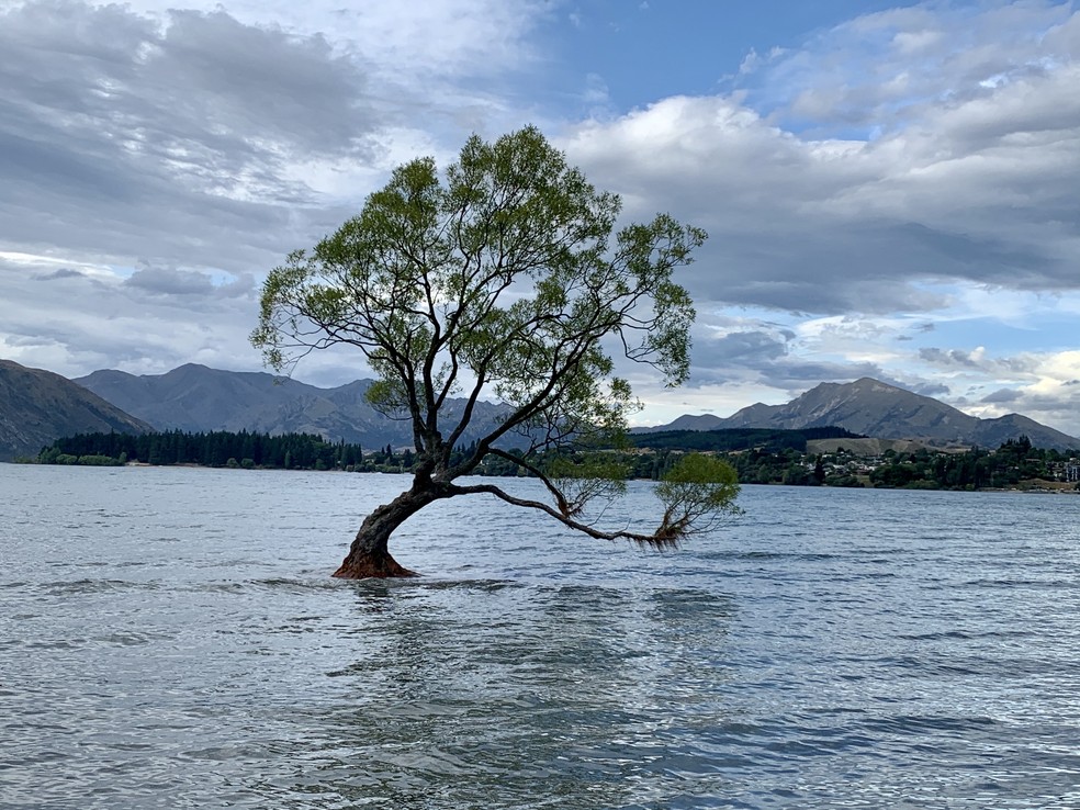 A árvore solitária: salgueiro é símbolo de resistência na cidade de Wanaka, na Nova Zelândia — Foto: Mariza Tavares