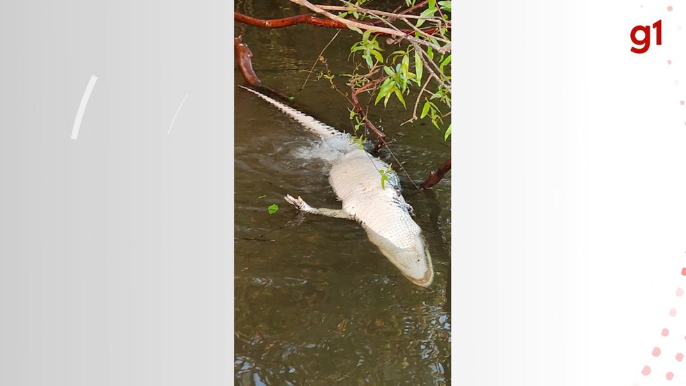 Jacaré virou comida de piranhas em rio do Tocantins — Foto: Kadson Luz/Divulgação