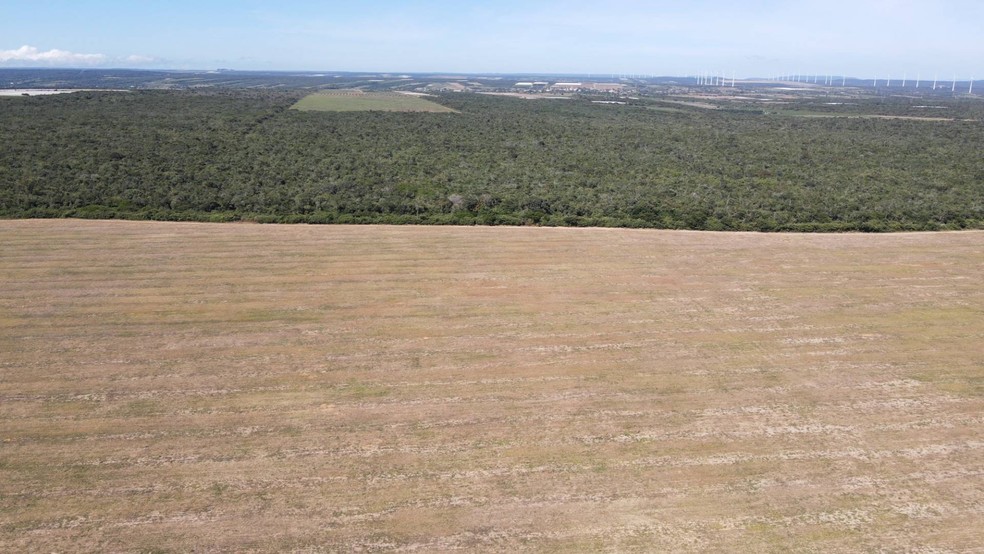 Ibama apreende 20 toneladas de soja plantadas irregularmente em área de Mata Atlântica, em Tianguá (CE) — Foto: Ibama