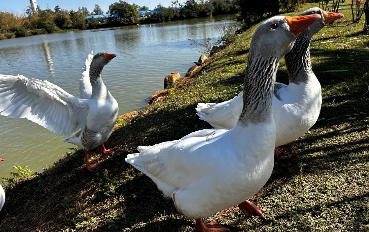 Prefeitura de Sorocaba retira aves de lago do Paço Municipal após morte de 7 patos