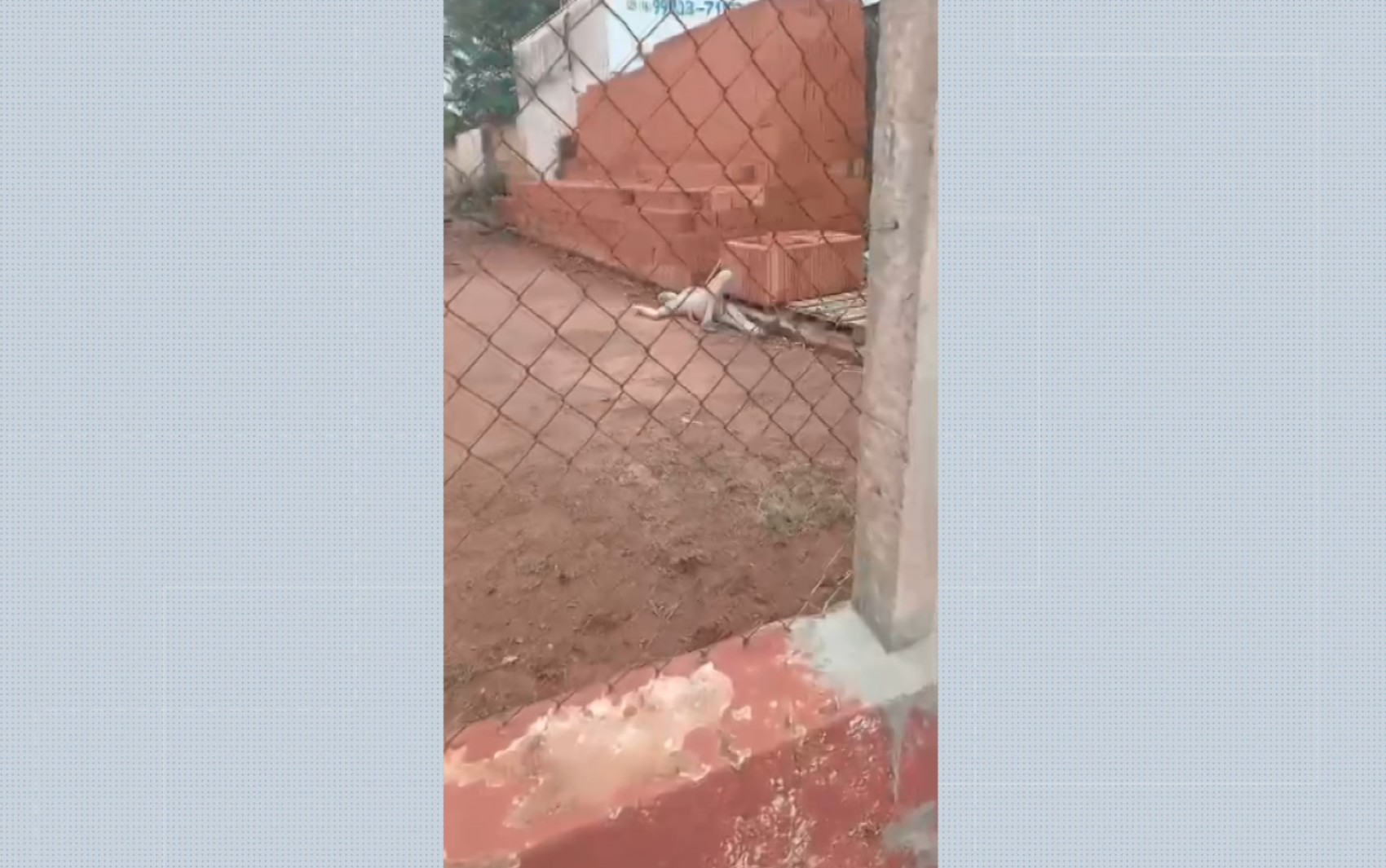 Homem desmaia após ser atacado por cachorro ao tentar furtar depósito em Miguelópolis, SP
