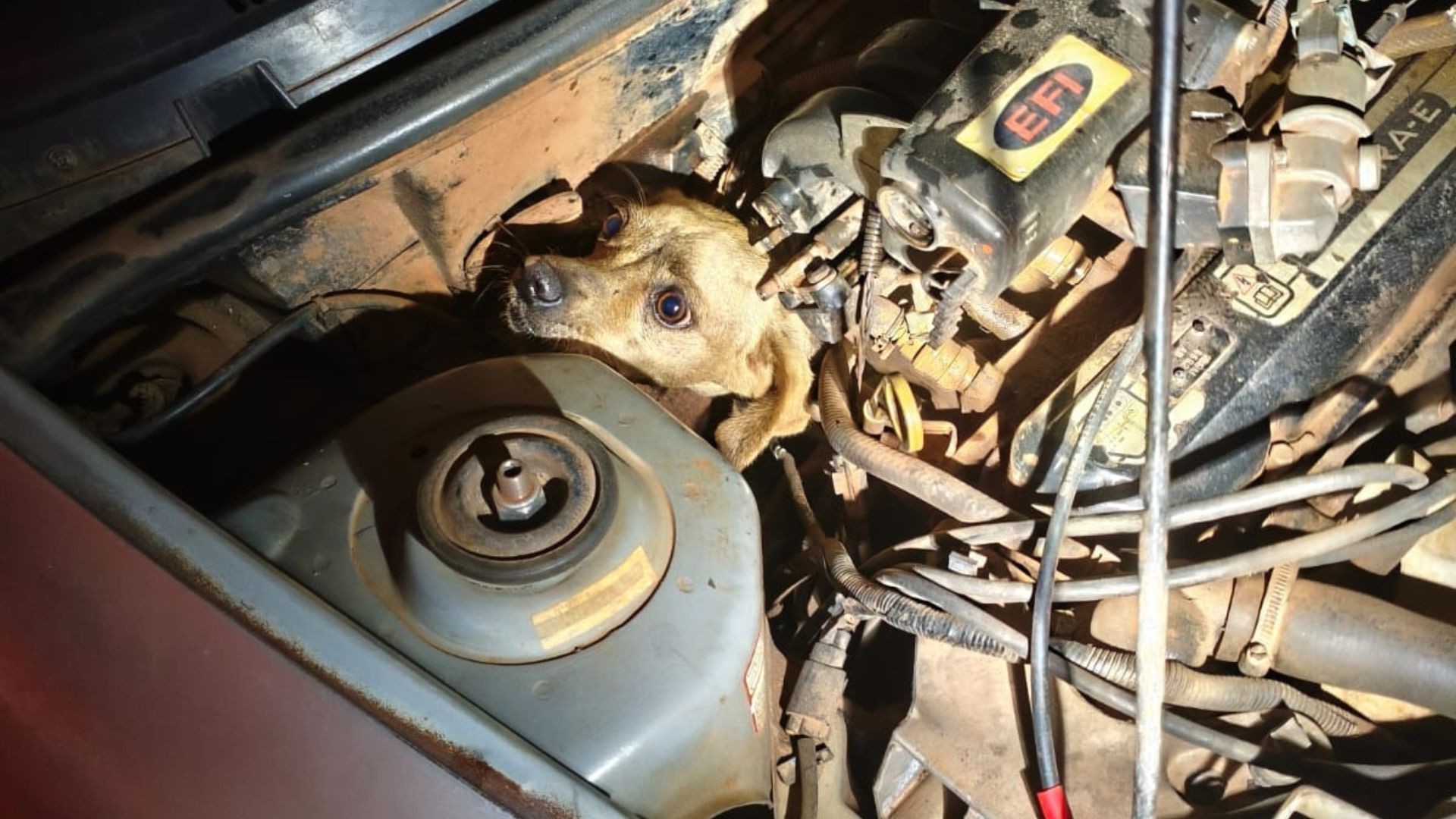 Cachorro fica preso em motor de carro e é salvo pelos bombeiros em Araguari; FOTOS