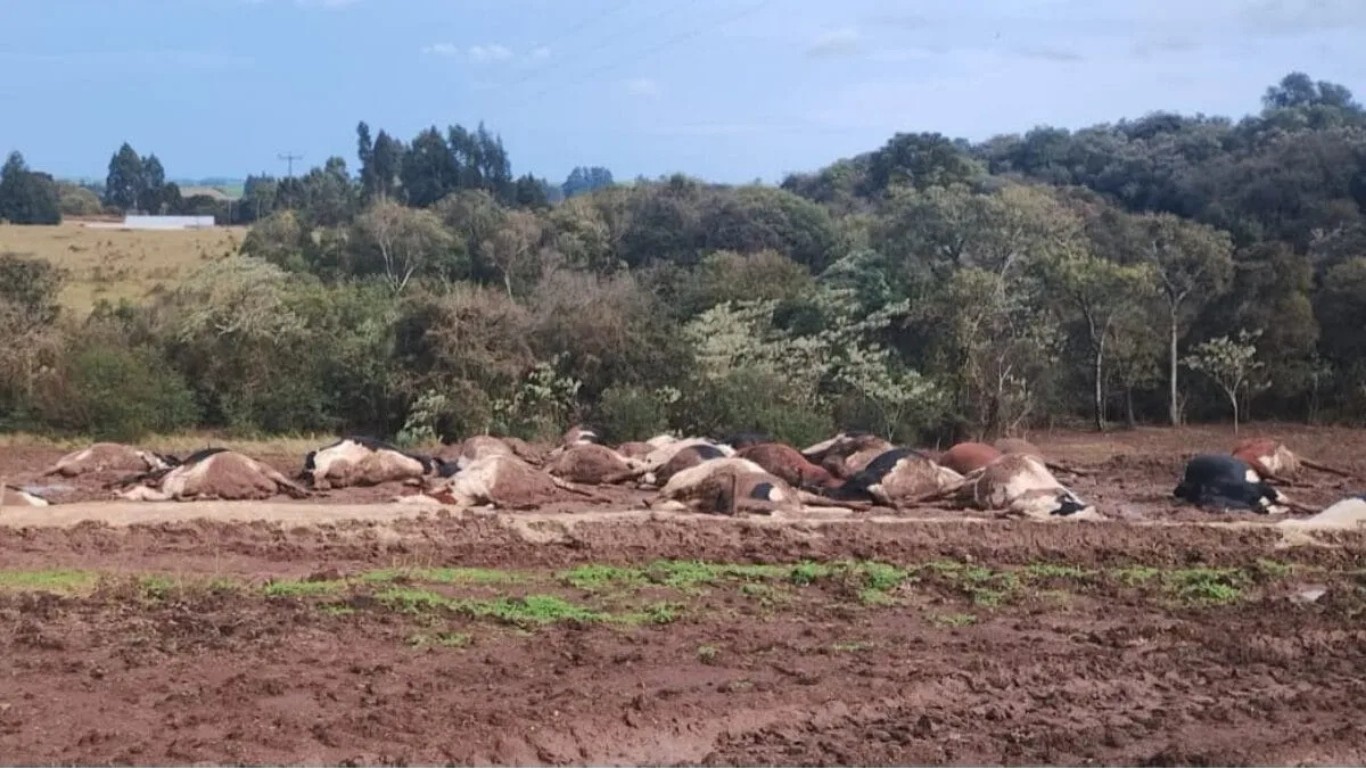 Mais de 30 vacas morrem eletrocutadas após queda de cabo de alta tensão em SC 