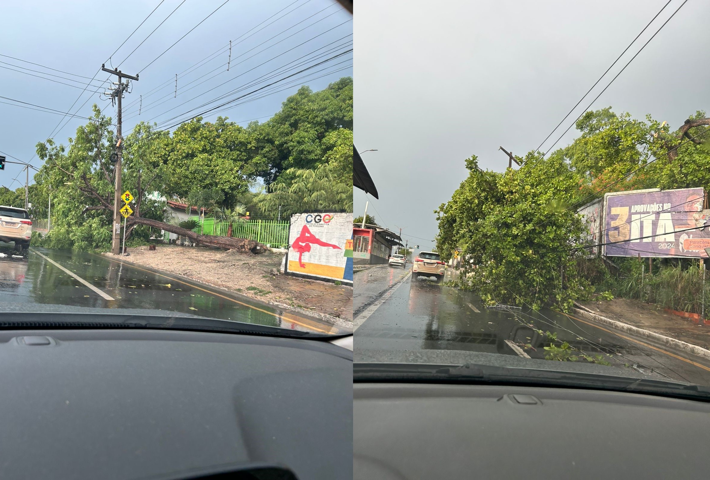 Chuva em Teresina: árvores caem em avenidas e causam transtornos; veja pontos