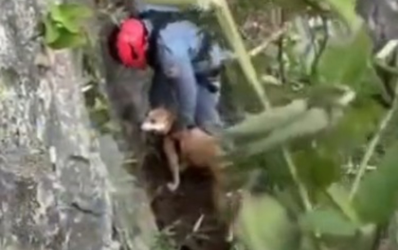VÍDEO: bombeiros fazem rapel e resgatam cão preso há 4 dias em pedreira no interior de SP