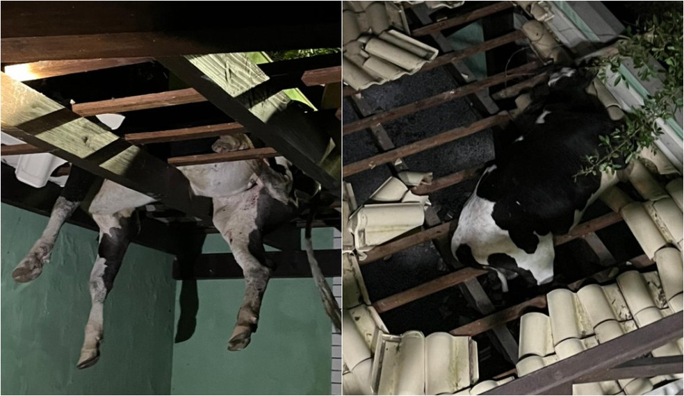 Animal fica pendurado em telhado até ser laçado por bombeiros — Foto: CBMSC/Divulgação