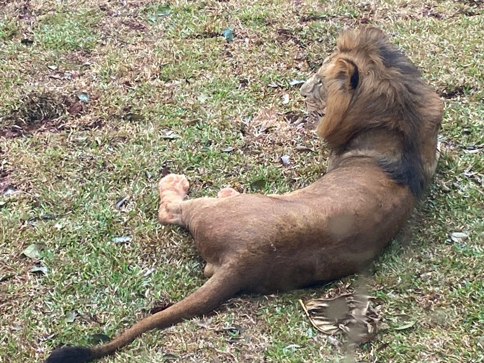 Simba Safari SP reabre com foco em bem-estar animal | G1