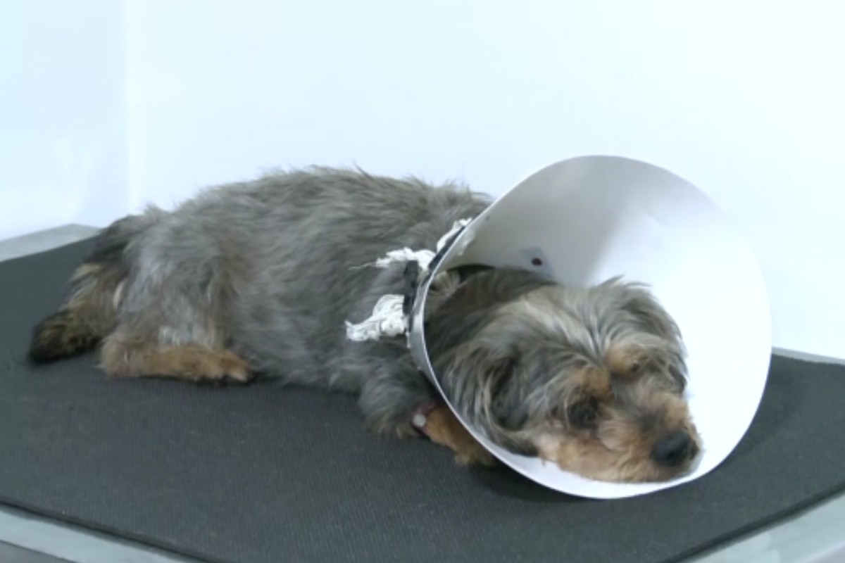 Cão agredido a pauladas em Atibaia (SP) tem dificuldade para andar, mas se recupera bem, diz veterinária